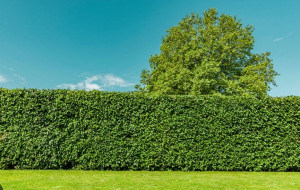 Photo de galerie - Voilà à quoi ressemblera votre haie après ma prestation ! 
