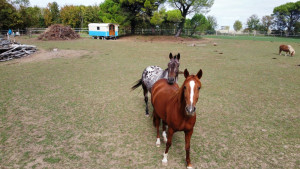 Photo de galerie - À la recherche d'un pré fonctionnel pour mes 2 juments (au moins pour l'hiver)