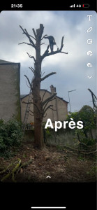 Photo de galerie - élagage d un érable 