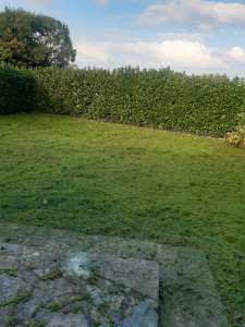 Photo de galerie - Tonte de pelouse - Débroussaillage