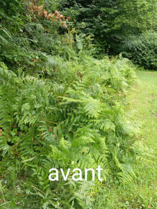 Photo de galerie - Débroussaillage avant 