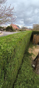 Photo de galerie - Tonte de pelouse - Débroussaillage