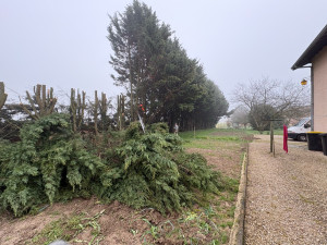 Photo de galerie - Abattage haie de cyprès