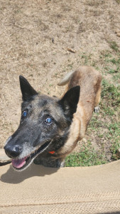 Photo de galerie - Garde chien