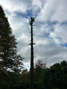 Photo de galerie - Elagage et coupe d'arbres