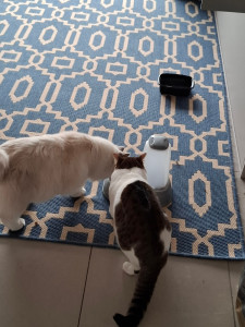 Photo de galerie - Hector et griffine qui déjeunent 