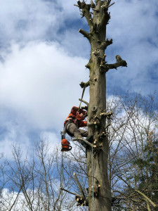 Photo de galerie - Elagage et coupe d'arbres