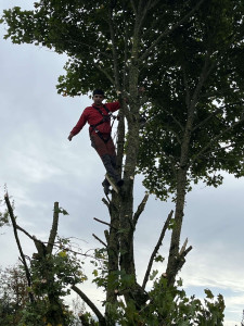 Photo de galerie - Abattage d’un arbre