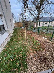 Photo de galerie - Plantation arbre fruitier en tuteurage simple 