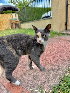 Photo de galerie - Garde chat