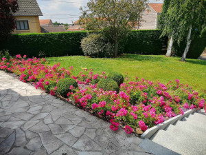 Photo de galerie - Taille et entretien parterre rosiers couvre- sol