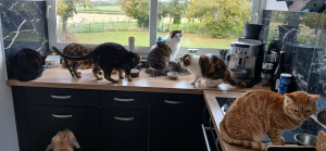 Photo de galerie - Du pur bonheur 