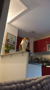 Photo de galerie - Gardien de chat, nettoyage de la litière, les nourrit, leur tient compagnie pendant l'absence de leurs propriétaires.  