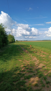 Photo de galerie - Garde maison, garde animaux, entretien jardin maison lors de vos vacances 