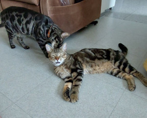 Photo de galerie - Deux magnifiques chats mâle et femelle, trop de bonheur, de plaisir, si câlins, tranquilles et à leur aise