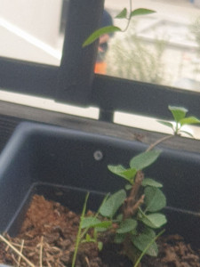 Photo de galerie - Bouture de lilas. 
