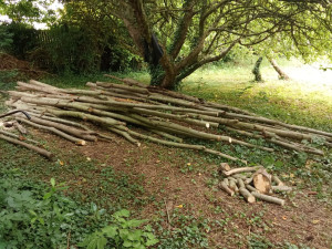 Photo de galerie - Elagage et coupe d'arbres