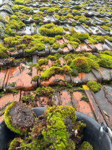 Photo de galerie - Voici l’état d’un toit mal entretenu les mousses prend le déçu est les infiltrations est problèmes de tuiles s’accumulent, vous cherche un professionnel ? a l’écoute réactif appelé moi n’hésitez pas 