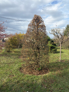 Photo de galerie - Taille de haies et d'arbustes