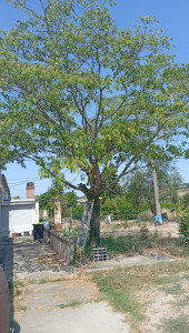 Photo de galerie - élagage d'un arbre avant