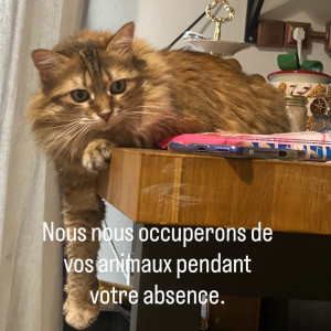 Photo de galerie - Nourrir et tenir compagnie à vos animaux pendant votre absence 