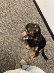 Photo de galerie - Une promenade pour Thésée réalisée avec plaisir autant pour lui que pour moi:)