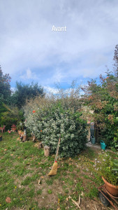 Photo de galerie - Taille de haies et d'arbustes