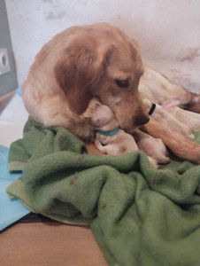 Photo de galerie - Garde d'une chienne et ses petits durant 2 mois
