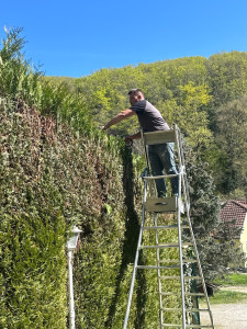 Photo de galerie - Entretien d’une haie de thuyas