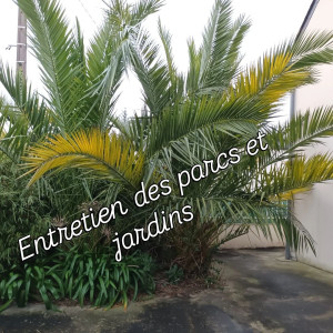 Photo de galerie - Taille de haies et d'arbustes