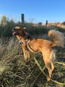 Photo de galerie - Balade avec Robine, chienne réactive congénère 
