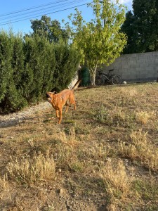 Photo de galerie - Garde chien