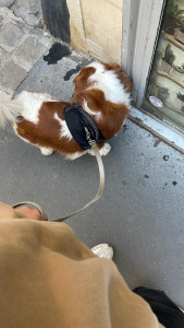 Photo de galerie - Garde chien