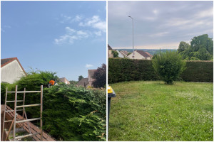Photo de galerie - Rabattage à 2m d’une haie de thuyas qui en avait bien besoin! 