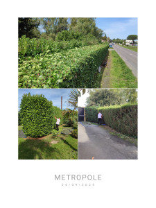 Photo de galerie - Taille de haies 