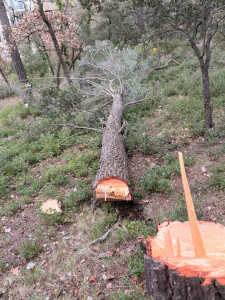 Photo de galerie - Coupe d’arbre 