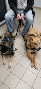 Photo de galerie - Garde chien