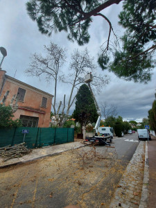 Photo de galerie - Élagage de platanes avec camion nacelle.
Travail réalisé en zone urbaine, avec mise en sécurité de la voirie.
Taille maîtrisée pour la santé des arbres et la sécurité des riverains.
Intervention rapide, propre et conforme aux normes.