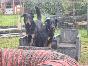 Photo de galerie - Pension Canine Familiale, avec Pepsy et Arka, 2 beaucerons.