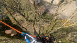 Photo de galerie - Elagage et coupe d'arbres