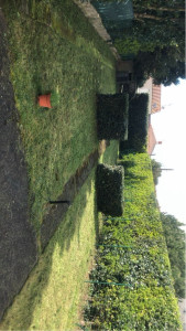 Photo de galerie - Taille de haies et d'arbustes