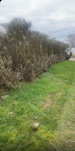 Photo de galerie - Elagage et coupe d'arbres