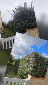 Photo de galerie - Taille de haie 