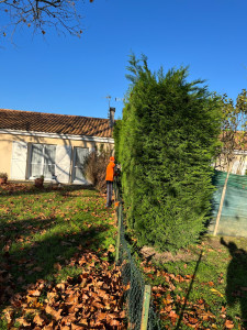 Photo de galerie - Taille de haies et d'arbustes