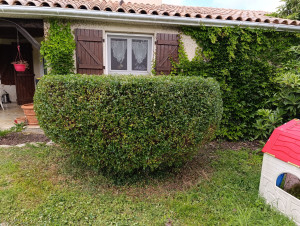Photo de galerie - Taille d'un arbuste