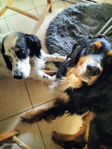 Photo de galerie - Garde chien 