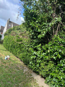 Photo de galerie - Arrachage de la haie plus plantation 