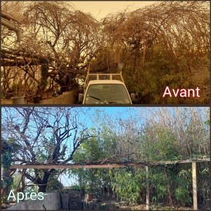 Photo de galerie - La glycine avait envahi le cognassier et les bambous en hauteur. Enlèvement et restructuration de la glycine.