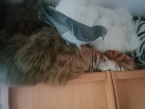 Photo de galerie - Garde animaux