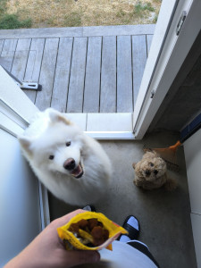 Photo de galerie - Garde chien